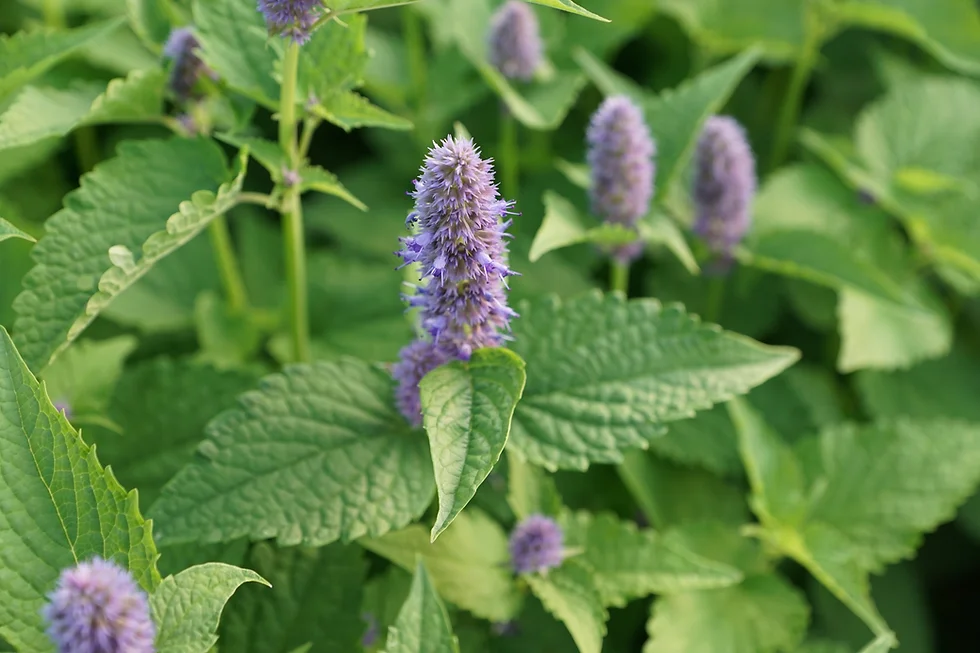 Mentha Spicata: Pra que serve e benefícios