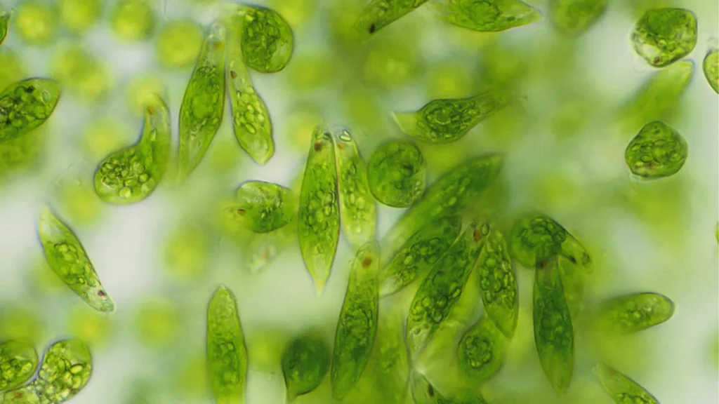 Alga Euglena gracilis: Usada em fórmulas de cosméticos